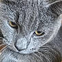 cat, gray_cat, close_up, whiskers, fur, yellow_eyes, pet, animal, face, portrait, indoor, cute, feline, soft_texture, ears, nose, focus, mammal, domestic_animal