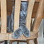 animal, cat, close_up, cozy, crossed_paws, cute, domestic_cat, fur, furniture, gray_cat, home, indoor, indoor_lighting, paws, pet, quiet, relaxed, resting, wood_texture, wooden_chair