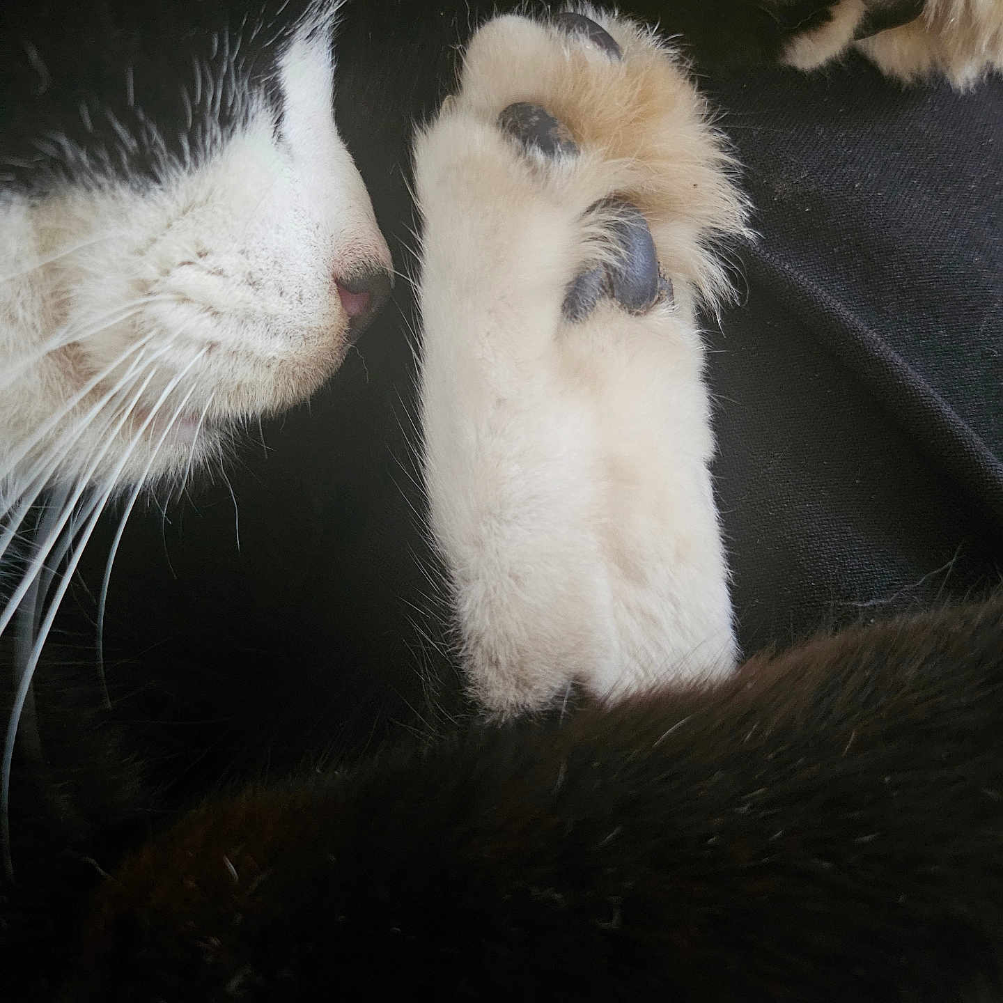 Snoozie joined the competition — help win amazing prizes! cat, black_and_white, paw, sleeping, close_up, fur, whiskers, nose, pet, animal, cozy, relaxing, soft, black_paw_pads, face, portrait, cute, domestic_cat, indoor, resting