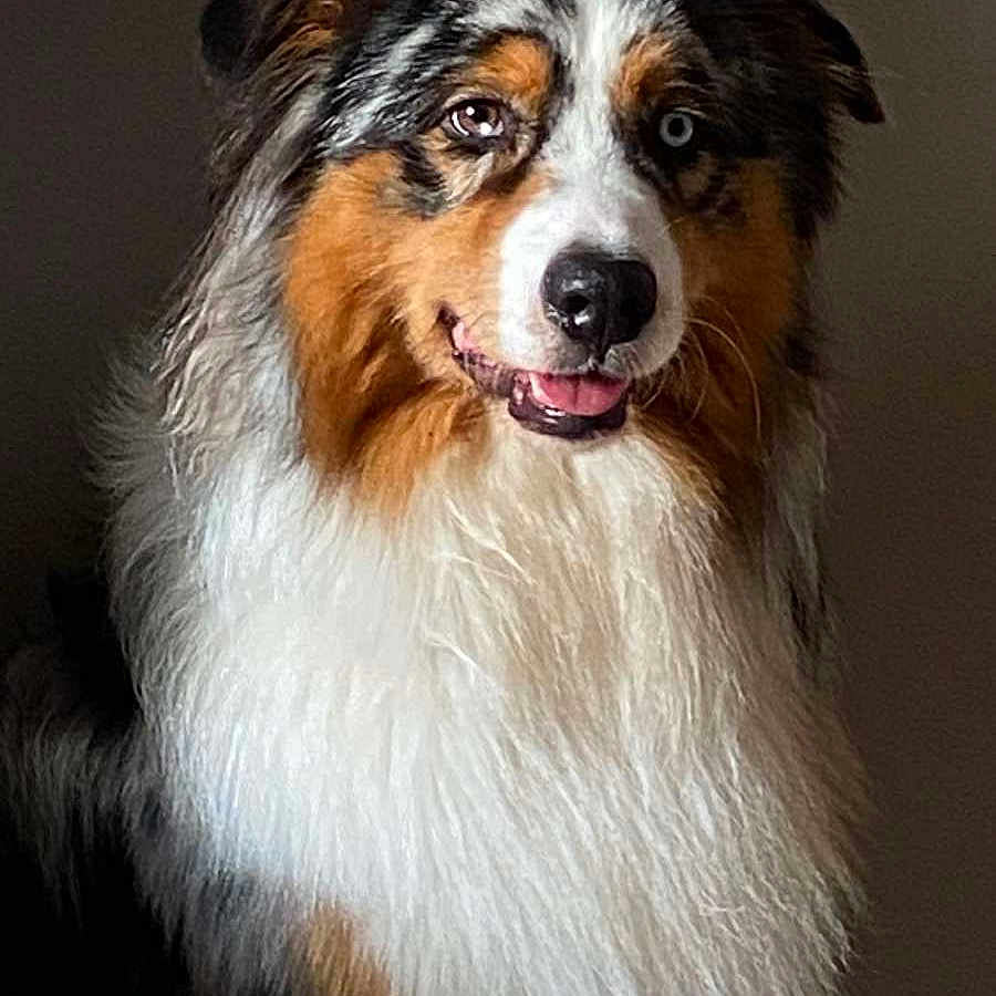 Loki participe au concours pour gagner de l'argent avec cette photo : animal, ball, canine, collie, dog, face, football, head, hound, person, pet, photography, portrait, puppy, snout, soccer, soccerball, sport, terrier, whitedog