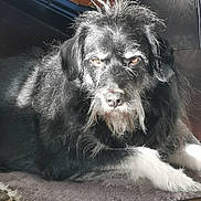 Charlie participe au concours pour gagner de l'argent avec cette photo : dog, black_fur, white_fur, lying_down, indoor, rug, sunlight, wood_floor, wooden_furniture, pet, animal, beard, ears, paw, face, expression, furry, close_up, domestic, quiet