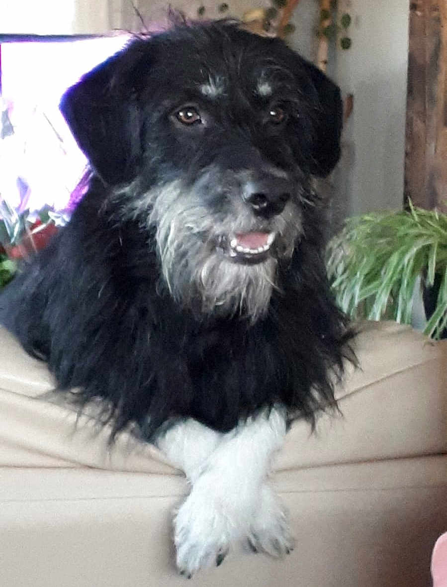 Charlie participe au concours pour gagner de l'argent avec cette photo : dog, black_and_white, scruffy, indoor, couch, paws, crossed_legs, relaxed, pet, furry, canine, face, happy, houseplant, living_room, fur, animal, domestic, friendly, companion