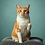 animal, background, cat, cushion, cute, domestic_cat, ears, eyes, feline, fur, gray_cushion, indoor, orange_cat, paw_raised, pet, portrait, sitting, teal_background, whiskers, white_cat