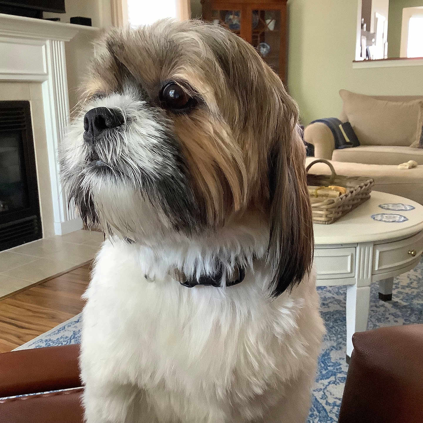 Tucker is registered to the contest to win money with this photo: basket, beige_couch, calm, close_up, collar, companion, decor, dog, domestic_animal, fireplace, fur, furniture, home, indoor, living_room, pet, rug, side_view, white_coffee_table, wood_floor