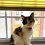 animal, blinds, calico, cat, collar, cozy, ears, fluffy, fur, house, indoor, light, mesh_screen, pet, shadow, sitting, tail, whiskers, window, windowsill