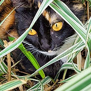 Tichou a rejoint le concours — aidez-le/la à gagner de superbes lots ! cat, tortoiseshell, animal, pet, eyes, whiskers, fur, nature, greenery, leaves, plant, outdoor, closeup, wildlife, camouflage, curious, mammal, face, stripes, hiding
