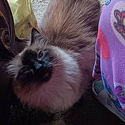 Magick is registered to the contest to win money with this photo: cat, siamese_cat, fluffy, indoor, carpet, curious, looking_up, pet, animal, feline, soft_light, shadow, cozy, colorful, fabric, domestic, whiskers, tail, floor, household