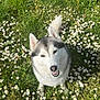 Ryuk participe au concours pour gagner de l'argent avec cette photo : dog, husky, flower, daisy, grass, outdoor, pet, animal, nature, greenery, smiling, cute, fluffy, canine, summer, sunlight, garden, happy, fur, playful