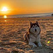 Ryuk a rejoint le concours — aidez-le/la à gagner de superbes lots ! dog, husky, beach, sunset, sand, ocean, water, sky, sun, animal, pet, outdoor, nature, canine, relaxing, golden_hour, scenic, waves, quiet, calm