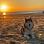 dog, husky, beach, sunset, sand, ocean, water, sky, sun, animal, pet, outdoor, nature, canine, relaxing, golden_hour, scenic, waves, quiet, calm