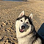 Ryuk participe au concours pour gagner de l'argent avec cette photo : dog, siberian_husky, beach, sand, sunlight, outdoor, smiling, pet, canine, fur, happy, animal, leash, nature, sky, daytime, muzzle, ears, portrait, friendly