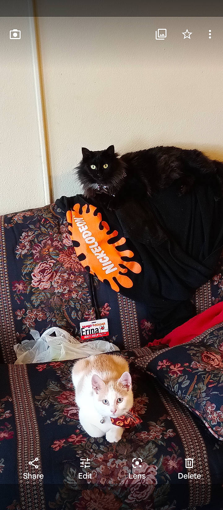 Mulan joined the competition — help win amazing prizes! bag, black_cat, bombay, brown, carnivore, cat, companion_dog, fashion_accessory, fawn, felidae, fur, hat, linens, mammal, orange, pattern, room, small_to_medium_sized_cats, tail, whiskers