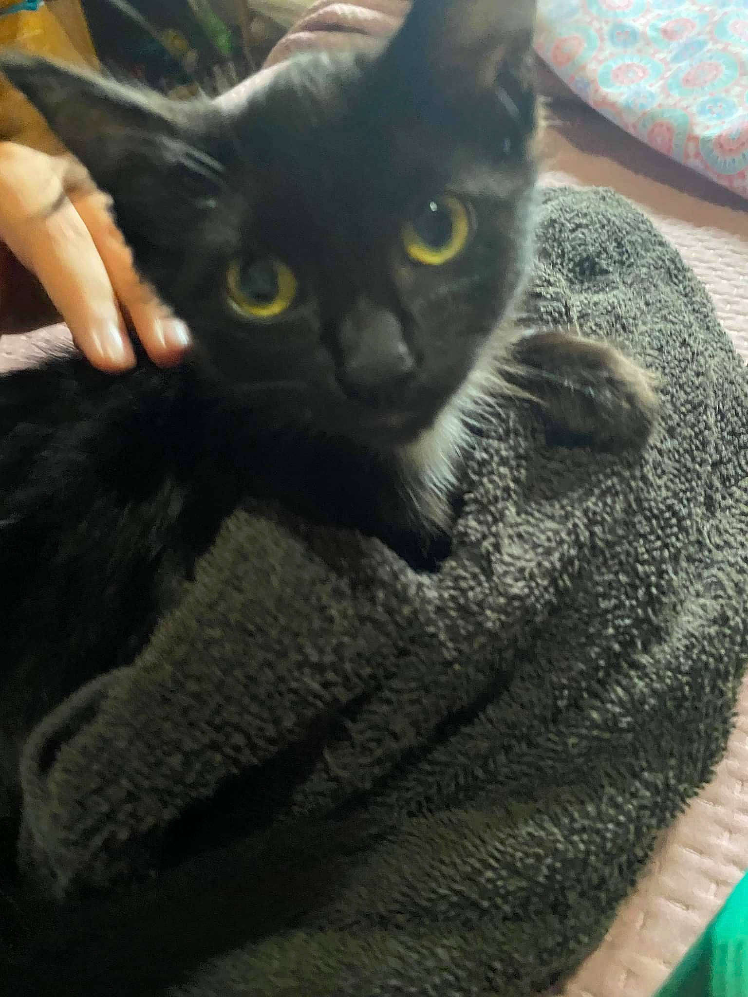 Mulan is registered to the contest to win money with this photo: black_cat, carnivore, cat, cat_furniture, cat_supply, claw, comfort, dishware, domestic_short_haired_cat, felidae, fur, grey, paw, plate, serveware, small_to_medium_sized_cats, snout, tableware, tail, whiskers