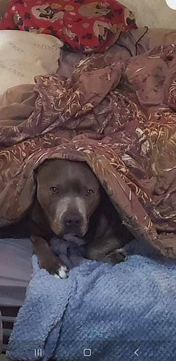 Dudley joined the competition — help win amazing prizes! art, bedding, canidae, carnivore, comfort, companion_dog, dog, dog_breed, fawn, fur, grey, linens, liver, metal, nap, sculpture, snout, sporting_group, wood, working_animal