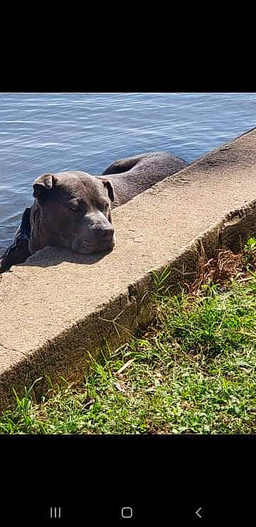 Dudley joined the competition — help win amazing prizes! canidae, carnivore, companion_dog, dog, dog_breed, fawn, grass, landscape, plant, rock, shadow, snout, soil, street_dog, tail, terrestrial_animal, water, wildlife, wood, working_animal