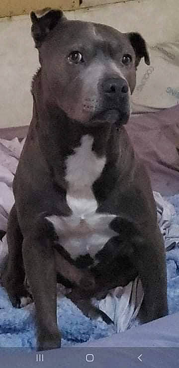 Dudley is registered to the contest to win money with this photo: ancient_dog_breeds, art, canidae, carnivore, companion_dog, dog, dog_breed, fawn, fur, giant_dog_breed, molosser, non_sporting_group, photography, sitting, snout, sporting_group, terrestrial_animal, whiskers, working_animal, working_dog