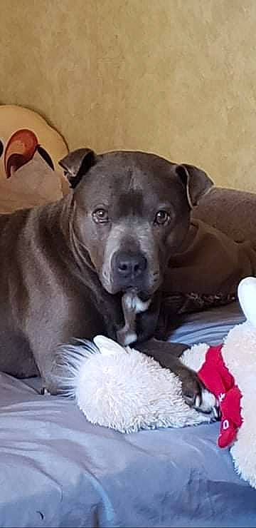 Dudley is registered to the contest to win money with this photo: canidae, carnivore, collar, comfort, companion_dog, dog, dog_breed, dog_collar, dog_supply, fawn, fur, guard_dog, linens, puppy_love, retriever, snout, sporting_group, toy_dog, whiskers, working_animal