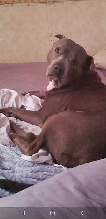 Dudley is registered to the contest to win money with this photo: barechested, canidae, carnivore, comfort, companion_dog, dog, dog_breed, ear, fawn, fur, human_leg, jaw, linens, liver, sitting, snout, sporting_group, terrestrial_animal, whiskers, working_animal