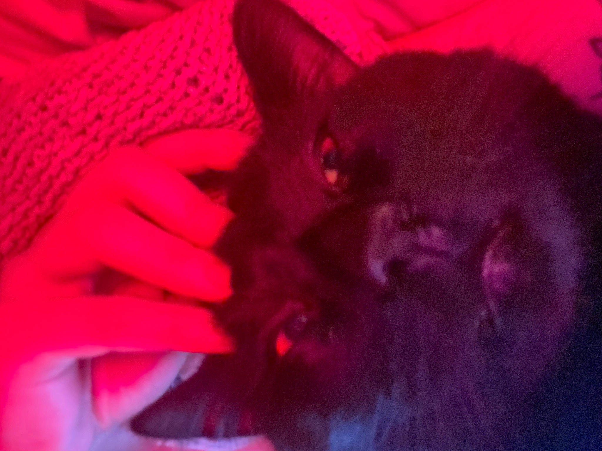 Chong is registered to the contest to win money with this photo: canidae, carmine, carnivore, cat, claw, companion_dog, dog_breed, fawn, felidae, flesh, fur, gesture, magenta, nail, pink, purple, small_to_medium_sized_cats, tail, toy_dog, whiskers