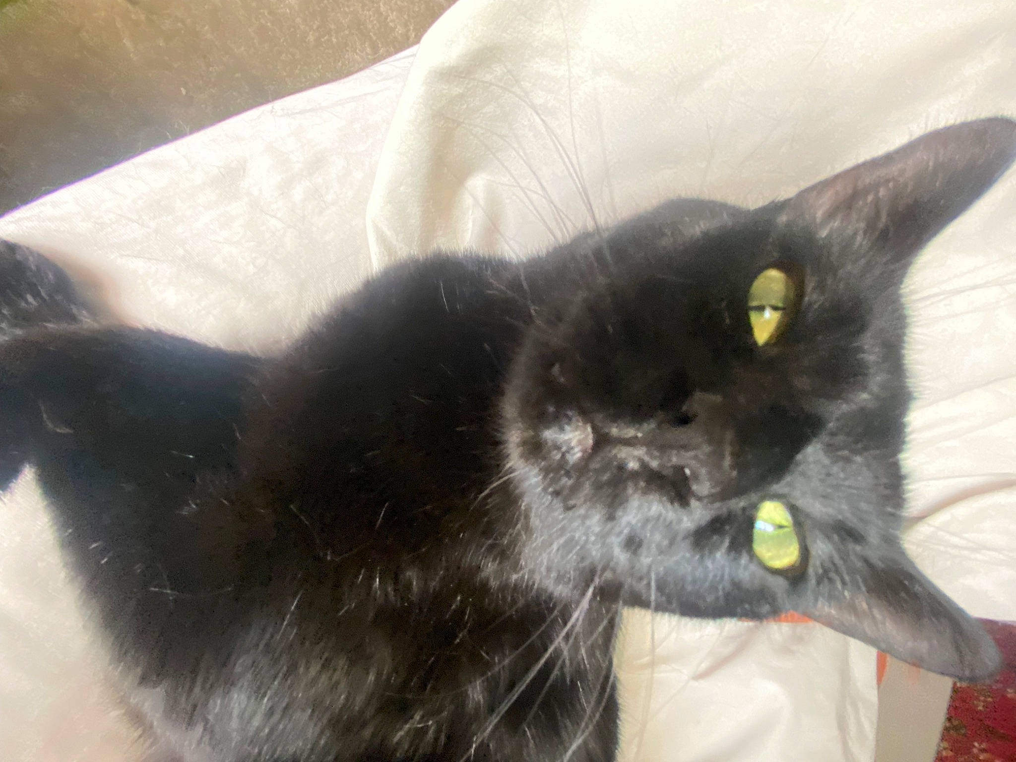 Chong joined the competition — help win amazing prizes! black_cat, bombay, carnivore, cat, claw, comfort, domestic_short_haired_cat, felidae, fur, grey, small_to_medium_sized_cats, snout, tail, terrestrial_animal, whiskers