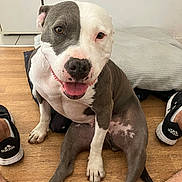 Jazz a rejoint le concours — aidez-le/la à gagner de superbes lots ! dog, pitbull, sitting, tongue_out, happy, indoor, wooden_floor, pillow, white_wall, adidas_shoes, pet, canine, brown_and_white, closeup, paw, floor, relaxed, smiling, domestic_animal, companion