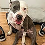 dog, pitbull, sitting, tongue_out, happy, indoor, wooden_floor, pillow, white_wall, adidas_shoes, pet, canine, brown_and_white, closeup, paw, floor, relaxed, smiling, domestic_animal, companion