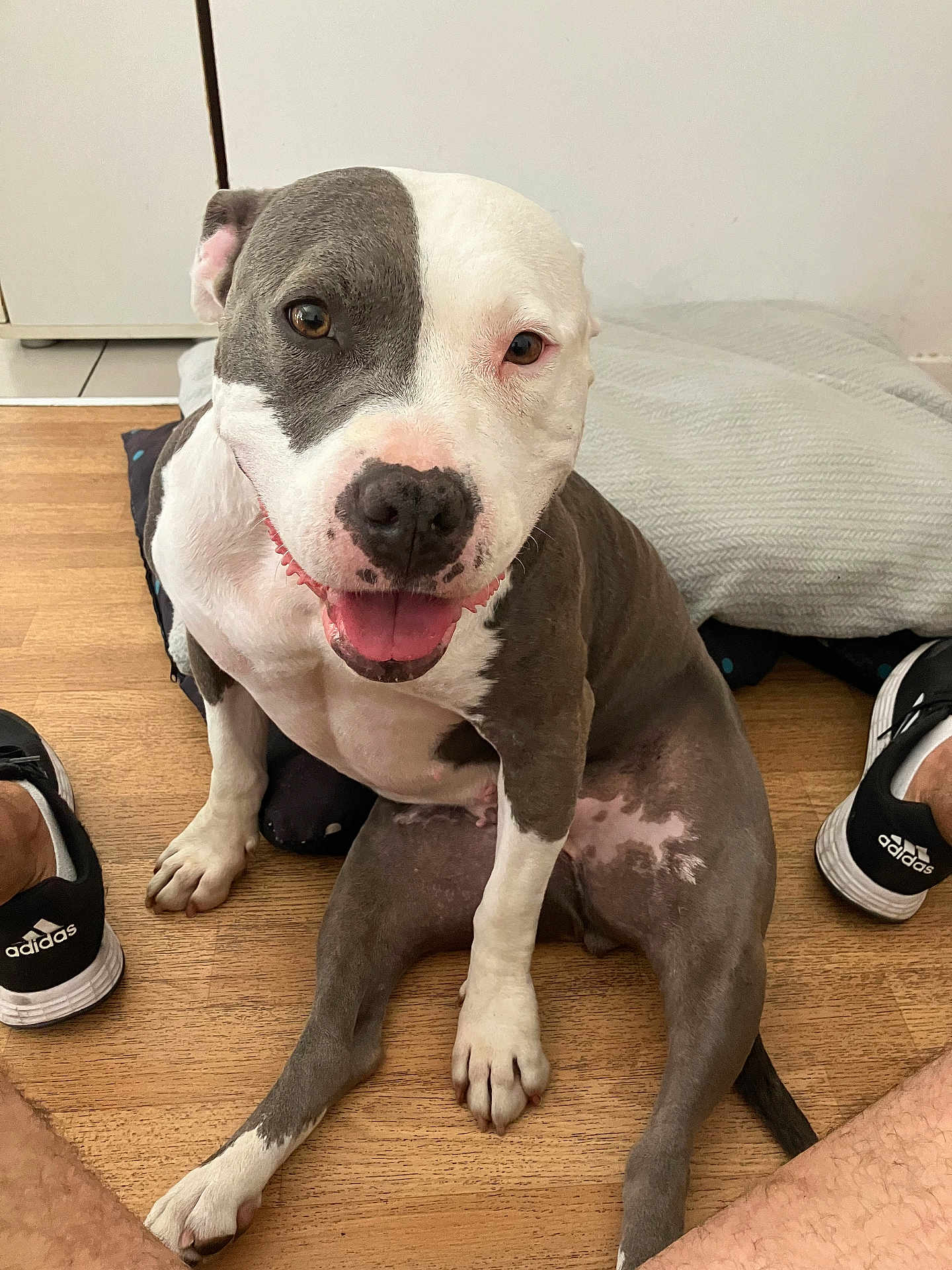 Jazz a rejoint le concours — aidez-le/la à gagner de superbes lots ! dog, pitbull, sitting, tongue_out, happy, indoor, wooden_floor, pillow, white_wall, adidas_shoes, pet, canine, brown_and_white, closeup, paw, floor, relaxed, smiling, domestic_animal, companion