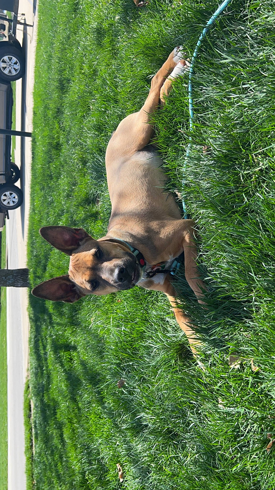 Georgia joined the competition — help win amazing prizes! canidae, carnivore, companion_dog, dog, dog_breed, fawn, german_shepherd_dog, grass, grassland, guard_dog, liver, old_german_shepherd_dog, pasture, plant, snout, sporting_group, tail, terrestrial_animal, tree, working_animal