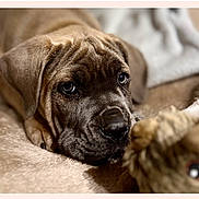 Blue a rejoint le concours — aidez-le/la à gagner de superbes lots ! puppy, dog, toy, blanket, fur, wrinkles, indoor, cozy, pet, cute, brown, face, lying_down, animal, closeup, young, soft, playful, companion, curious