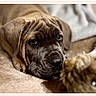 puppy, dog, toy, blanket, fur, wrinkles, indoor, cozy, pet, cute, brown, face, lying_down, animal, closeup, young, soft, playful, companion, curious