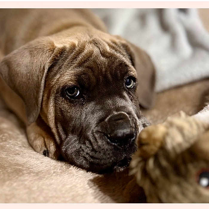 Blue a rejoint le concours — aidez-le/la à gagner de superbes lots ! puppy, dog, toy, blanket, fur, wrinkles, indoor, cozy, pet, cute, brown, face, lying_down, animal, closeup, young, soft, playful, companion, curious