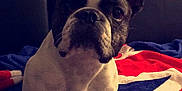 Maïko participe au concours pour gagner de l'argent avec cette photo : boston_terrier, bulldog, carnivoran, companion_dog, dog, dog_breed, dog_breed_group, dog_like_mammal, fawn, french_bulldog, mammal, non_sporting_group, puppy, snout, toy_bulldog, vertebrate