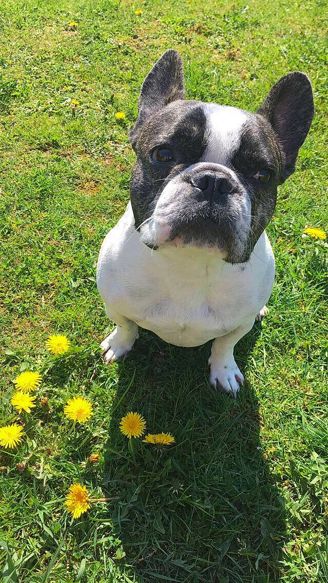 Maïko a rejoint le concours — aidez-le/la à gagner de superbes lots ! american_bulldog, australian_bulldog, boston_terrier, bulldog, canidae, carnivore, companion_dog, dog, dog_breed, fawn, french_bulldog, grass, mammal, non_sporting_group, old_english_bulldog, olde_english_bulldogge, rare_breed_dog, snout, toy_bulldog, vertebrate