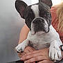 Maïko participe au concours pour gagner de l'argent avec cette photo : bulldog, carnivoran, companion_dog, dog, dog_breed, dog_breed_group, dog_like_mammal, fawn, french_bulldog, non_sporting_group, olde_english_bulldogge, snout, toy_bulldog, valley_bulldog