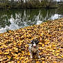 Arow participe au concours pour gagner de l'argent avec cette photo : puppy, dog, autumn, fall_leaves, river, water, trees, reflection, outdoor, nature, grass, sky, cloudy, park, animal, sitting, cute, playful, young_dog, landscape