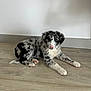 Arow participe au concours pour gagner de l'argent avec cette photo : puppy, dog, lying_down, indoor, floor, wall, pink_nose, black_and_white, fur, pet, canine, cute, young_dog, looking, resting, domestic_animal, animal, mammal, portrait, relaxed