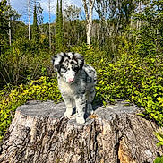 Arow a rejoint le concours — aidez-le/la à gagner de superbes lots ! puppy, dog, tree_stump, forest, greenery, nature, outdoor, sunlight, blue_sky, clouds, young_animal, fur, pink_nose, plant, leaf, tree_trunk, wildlife, cute, animal, spot