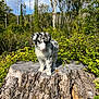 puppy, dog, tree_stump, forest, greenery, nature, outdoor, sunlight, blue_sky, clouds, young_animal, fur, pink_nose, plant, leaf, tree_trunk, wildlife, cute, animal, spot