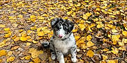 Arow participe au concours pour gagner de l'argent avec cette photo : puppy, dog, autumn, fallen_leaves, path, forest, outdoor, nature, yellow_leaves, brown_leaves, cute, young_dog, sitting, canine, seasonal, leaf_litter, walkway, scenic, peaceful, animal