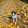 puppy, dog, autumn, fallen_leaves, path, forest, outdoor, nature, yellow_leaves, brown_leaves, cute, young_dog, sitting, canine, seasonal, leaf_litter, walkway, scenic, peaceful, animal