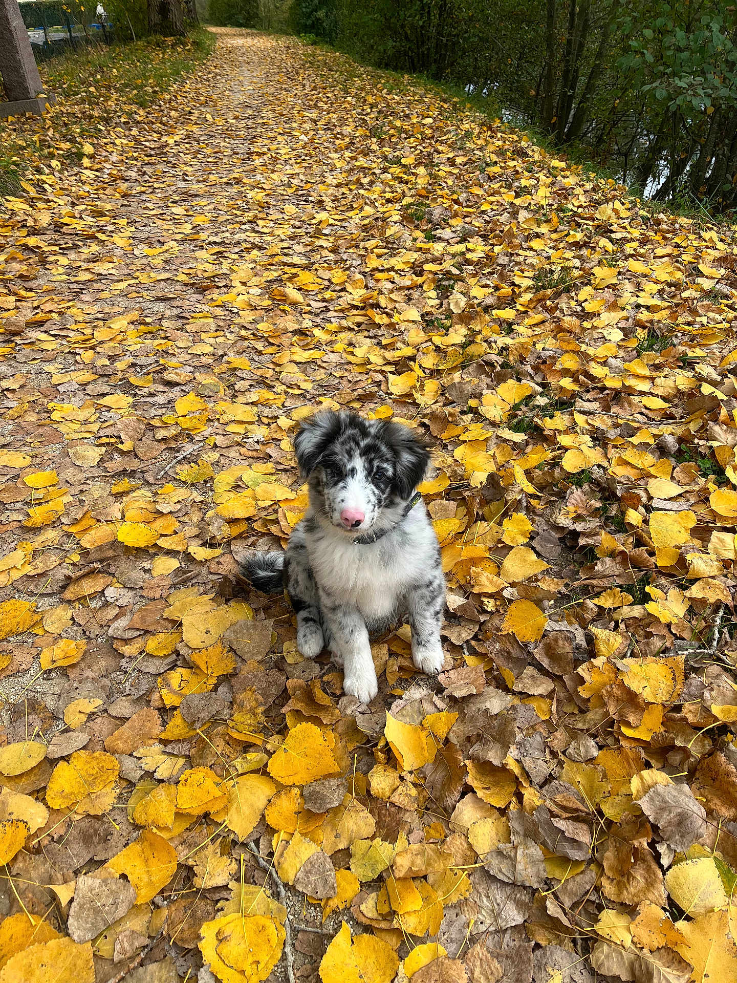 Arow participe au concours pour gagner de l'argent avec cette photo : puppy, dog, autumn, fallen_leaves, path, forest, outdoor, nature, yellow_leaves, brown_leaves, cute, young_dog, sitting, canine, seasonal, leaf_litter, walkway, scenic, peaceful, animal