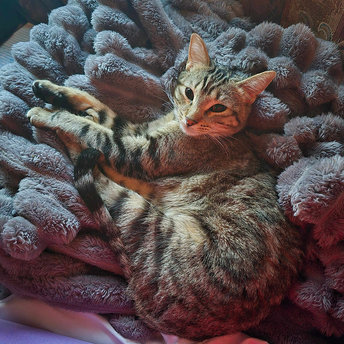 Cloe joined the competition — help win amazing prizes! animal, cat, closeup, cozy, curious, cushion, feline, fluffy_blanket, fur, indoor, patterned_background, pet, relaxed, resting, sleepy, soft_lighting, striped, tabby_cat, texture, warm_colors
