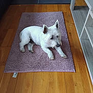 London participe au concours pour gagner de l'argent avec cette photo : dog, white_dog, indoor, rug, purple_rug, wooden_floor, pet, animal, furniture, cozy, flooring, relaxed, laying_down, ear_up, domestic_animal, home, living_room, cute, small_dog, fur