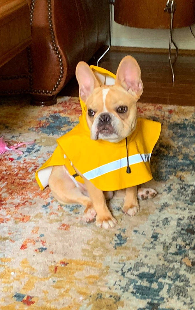 Wilbur is registered to the contest to win money with this photo: ancient_dog_breeds, bulldog, canidae, carnivore, companion_dog, dog, dog_breed, dog_clothes, ear, fawn, french_bulldog, leash, mammal, non_sporting_group, puppy, snout, toy_bulldog, vertebrate