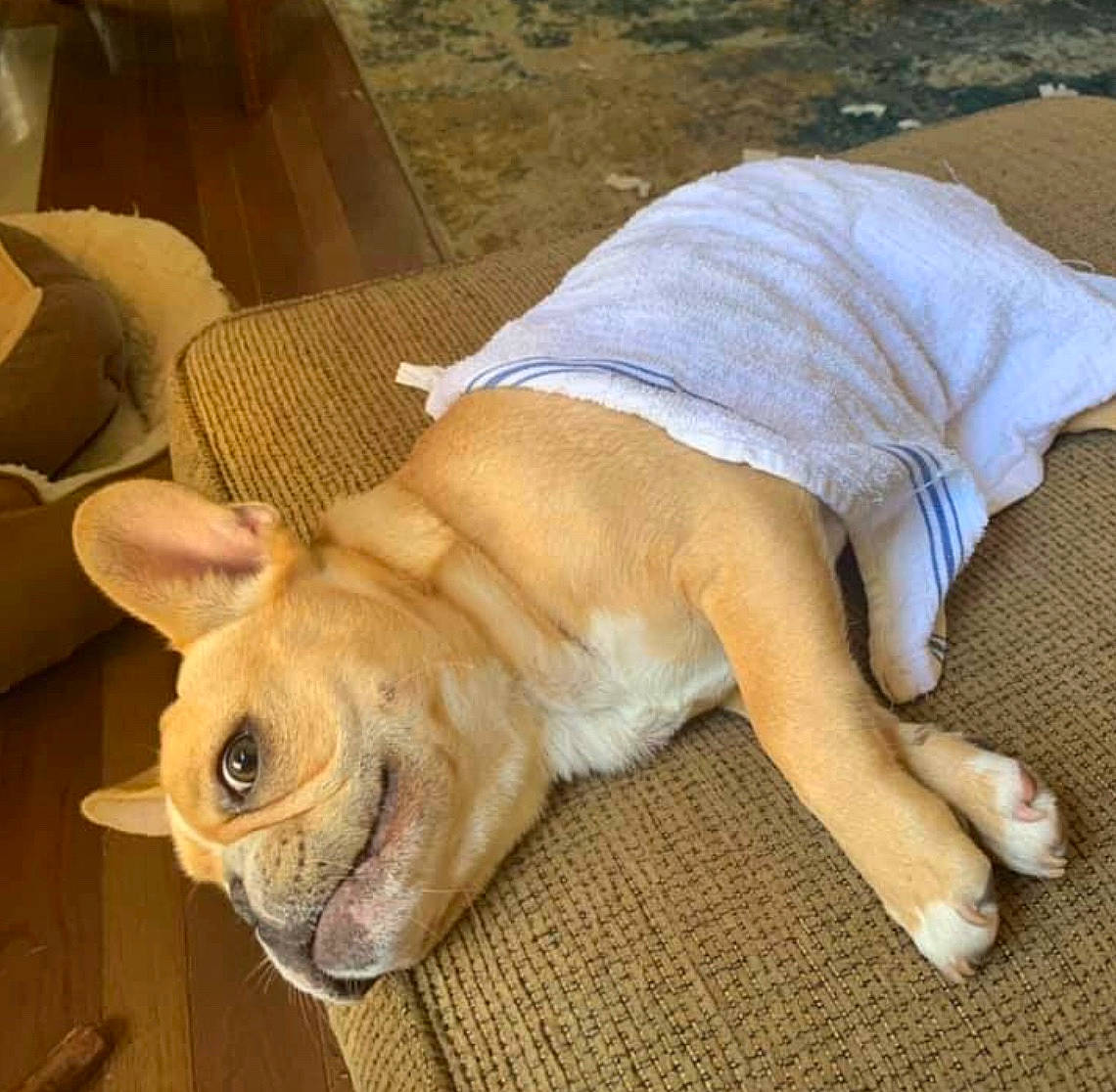 Wilbur is registered to the contest to win money with this photo: bulldog, canidae, carnivore, companion_dog, dog, dog_breed, ear, fawn, french_bulldog, mammal, nap, non_sporting_group, old_english_bulldog, olde_english_bulldogge, puppy, puppy_love, snout, toy_bulldog