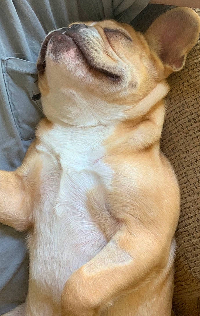 Wilbur is registered to the contest to win money with this photo: british_bulldogs, bulldog, canidae, carnivore, companion_dog, dog, dog_breed, fawn, french_bulldog, mammal, non_sporting_group, old_english_bulldog, olde_english_bulldogge, puppy, puppy_love, snout, toy_bulldog, wrinkle