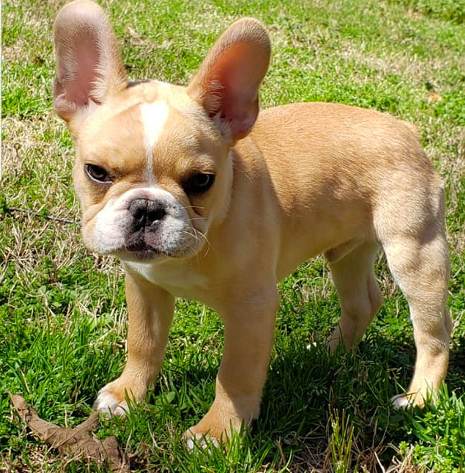 Wilbur joined the competition — help win amazing prizes! ancient_dog_breeds, australian_bulldog, bulldog, canidae, carnivore, companion_dog, dog, dog_breed, fawn, french_bulldog, grass, mammal, non_sporting_group, puppy, rare_breed_dog, snout, sporting_group, toy_bulldog, vertebrate