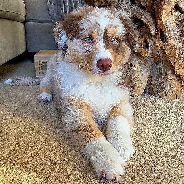 Tina participe au concours pour gagner de l'argent avec cette photo : animal, blue_eyes, box, brown_and_white, calm, carpet, curious, cute, dog, domestic, fluffy, front_paws, furniture, home, indoor, pet, puppy, relaxing, wooden_sculpture, young_dog