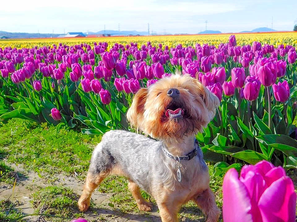 Grizzly joined the competition — help win amazing prizes! canidae, carnivore, cloud, collar, companion_dog, dog, dog_breed, dog_collar, flower, grass, groundcover, magenta, petal, plant, shrub, sky, sporting_group, toy, toy_dog, water_dog