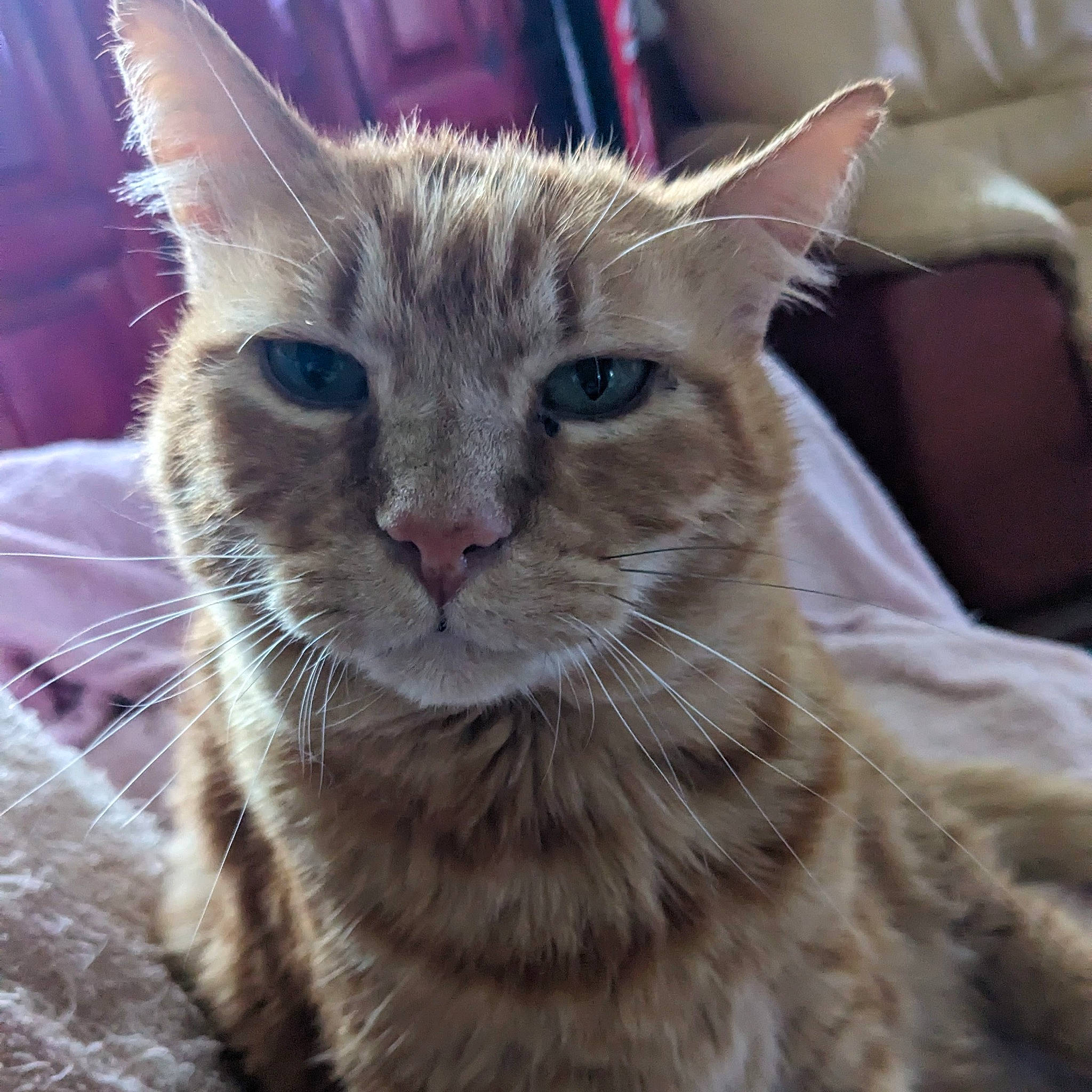 Soki a rejoint le concours — aidez-le/la à gagner de superbes lots ! carnivore, cat, claw, domestic_short_haired_cat, eye, felidae, fur, paw, small_to_medium_sized_cats, snout, terrestrial_animal, whiskers